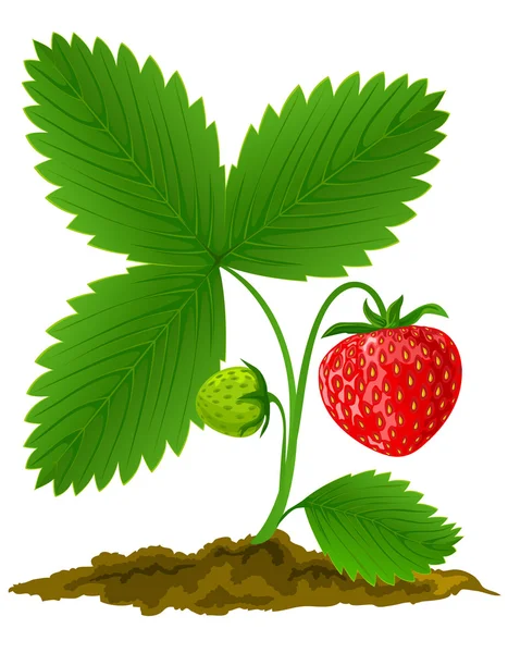 Красная клубника с зелеными листьями — стоковый вектор