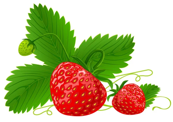 Piros eper gyümölcs, zöld levelek vektoros illusztráció — Stock Vector
