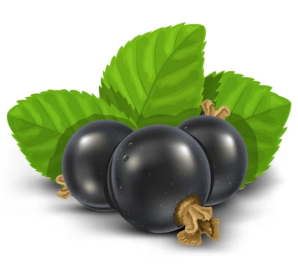 Zwarte bessen vruchten met groene bladeren — Stockvector