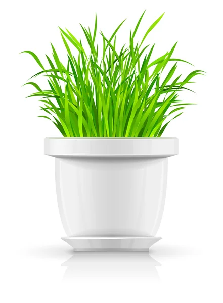 Maceta blanca con hierba verde — Archivo Imágenes Vectoriales