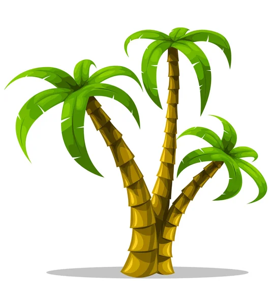 Vector palmeras tropicales aisladas sobre fondo blanco — Vector de stock