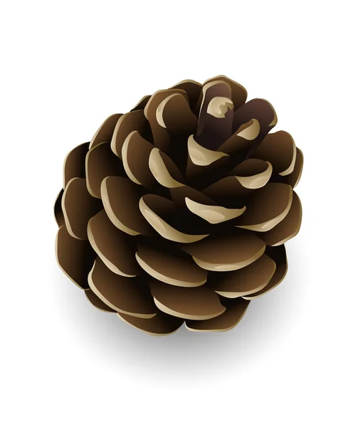 stock vector Vector pine cone isolated