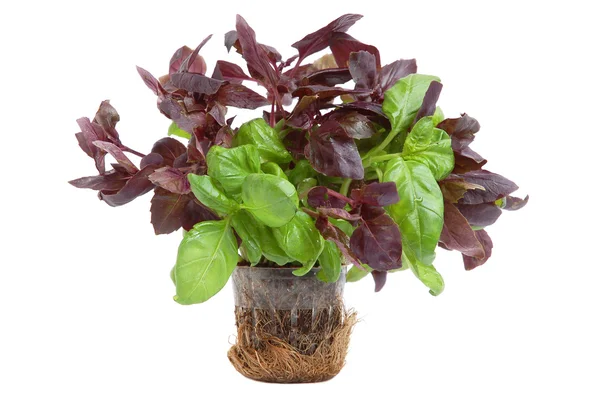 Rode en groene basilicum — Stockfoto