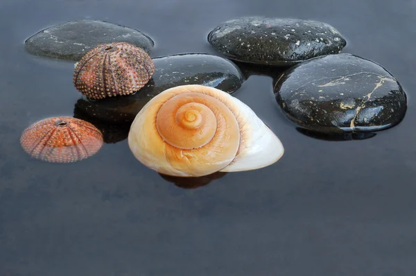 Seashells in black water — Stock Photo, Image