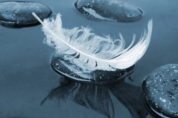 Feather on black water — Stock Photo, Image