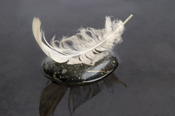 Feather on black water — Stock Photo, Image