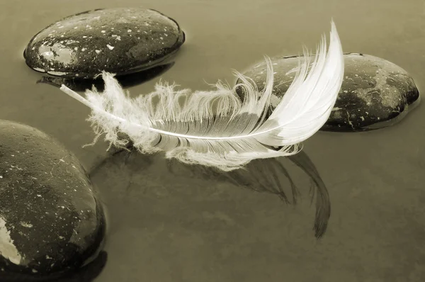 깃털 검은 물에 — 스톡 사진