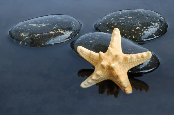 Starfish in black water — Stock Photo, Image