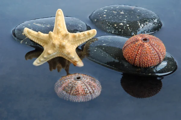 Conchas marinas en agua negra —  Fotos de Stock