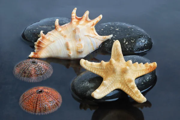 Conchas marinas en agua negra — Foto de Stock