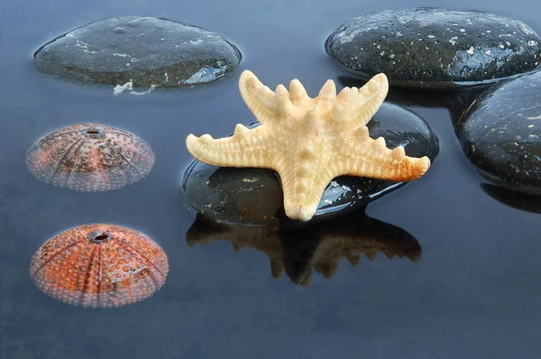Conchas marinas en agua negra — Foto de Stock