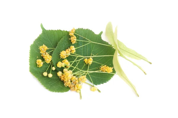 Linden flowers and leaves — Stock Photo, Image
