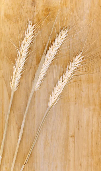 Caules de trigo — Fotografia de Stock