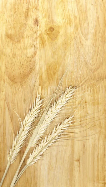 Tiges de blé — Photo