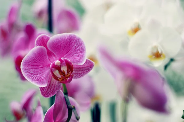 Beautiful orchid flowers — Stock Photo, Image