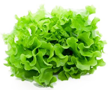 Lettuce clipart