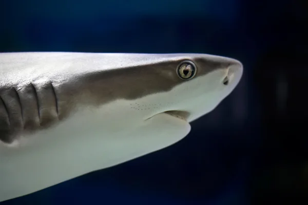 Güzel köpek balığı — Stok fotoğraf