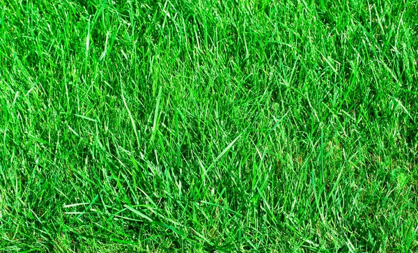 Ideal grass — Stock Photo, Image
