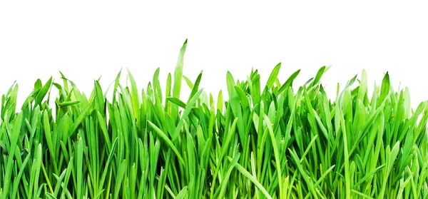 Gras auf Weiß — Stockfoto