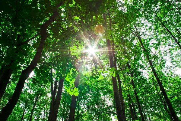 Zon in het bos — Stockfoto