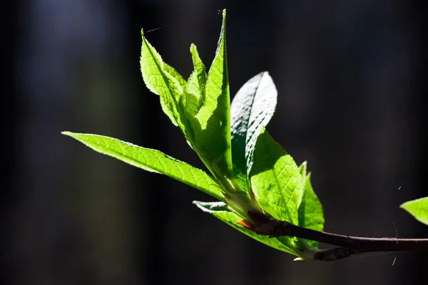 stock image Spring branch