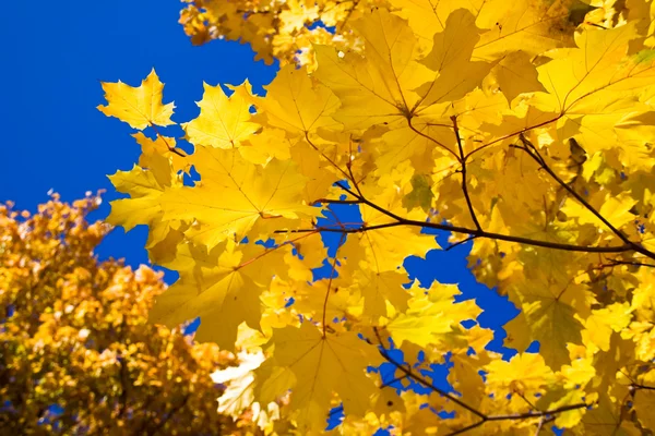 Acero d'autunno — Foto Stock