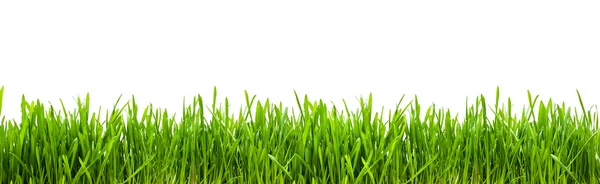 Grass texture Stock Picture