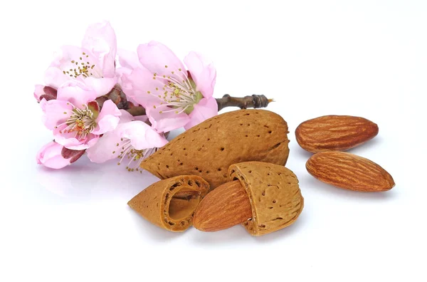 Almonds with pink flowers — Stock Photo, Image