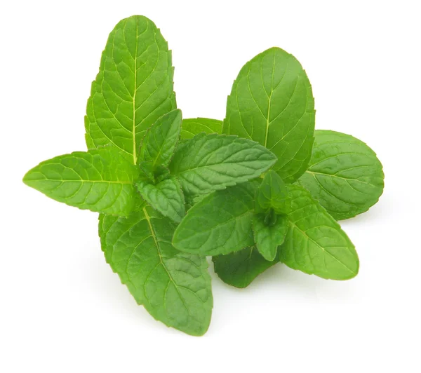 Fresh mint on a white background — Stock Photo, Image