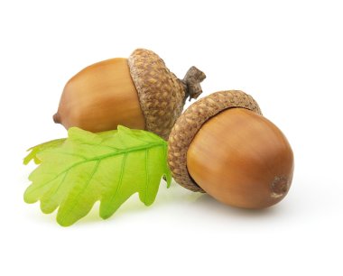 Dried acorns with leaves clipart