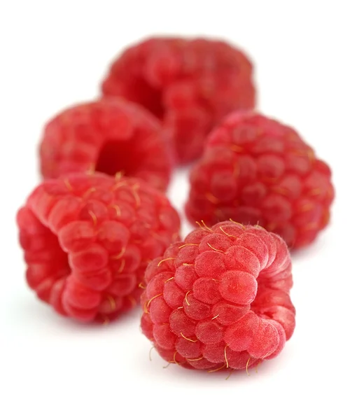 Спелые ягоды — стоковое фото
