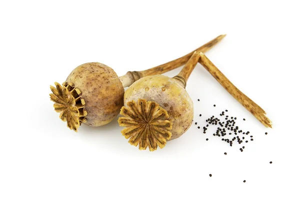 Stock image Poppy head with seeds