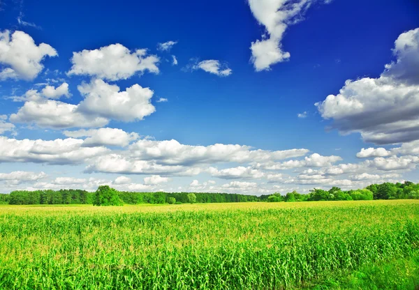 Закрыть вид на летнее кукурузное поле — стоковое фото