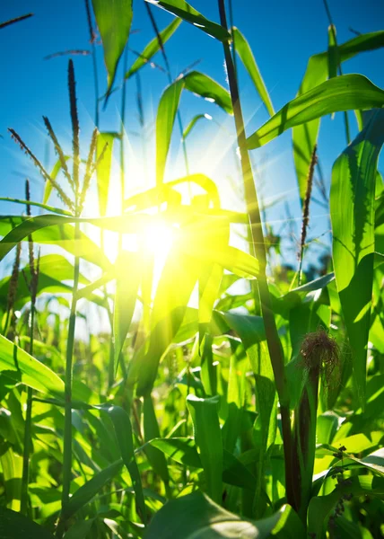 Сверху кукурузных растений с солнцем — стоковое фото