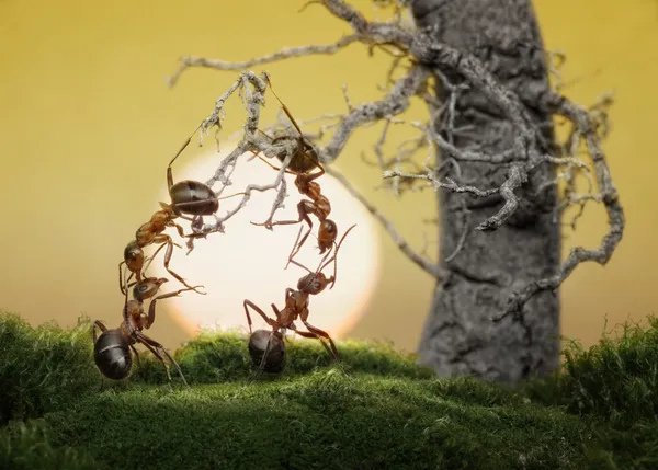 Ameisen wissen, Spiele zu spielen, wissenschaftliche Tatsache — Stockfoto