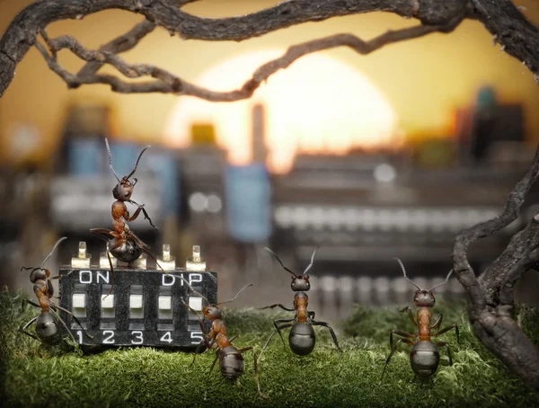 Команда муравьёв, управляющая восходом солнца, фантазии — стоковое фото