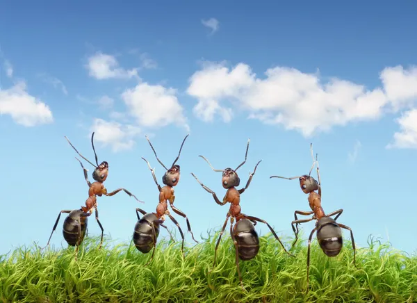 Perfektní práce týmu koncept, mravenci pod modrou oblohou — Stock fotografie