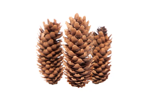 3 pinecones 흰색 배경에 고립 — 스톡 사진
