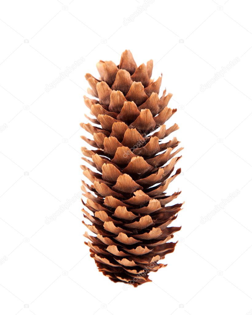 One pine cone on white background