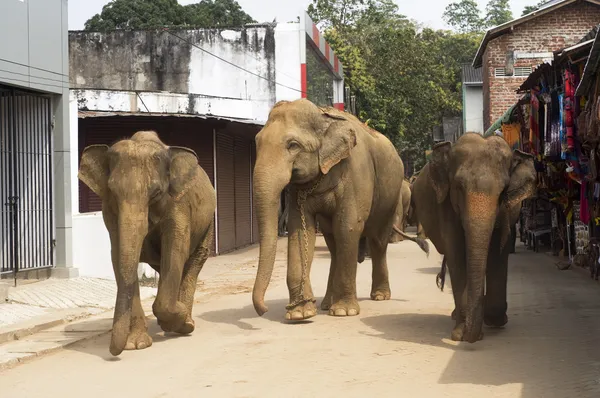 Elefantes en el srtreet — Foto de Stock
