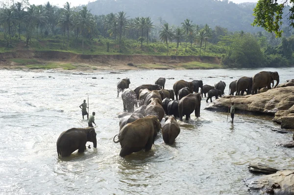 Elefanten baden — Stockfoto