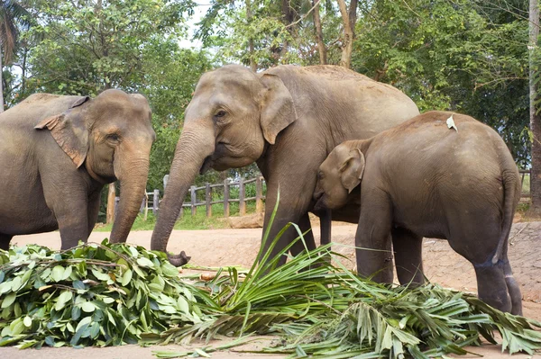 Famille des éléphants — Photo