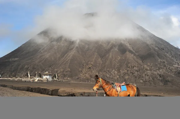 Horse near the mountain — Stock Photo, Image
