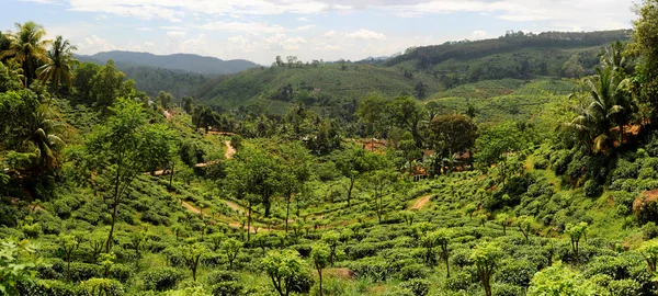 Herbata plantaition — Zdjęcie stockowe