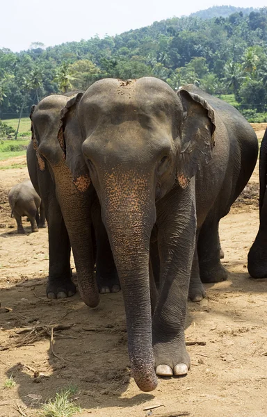 Elefantes —  Fotos de Stock