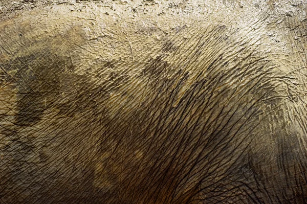 Elephant skin — Stock Photo, Image