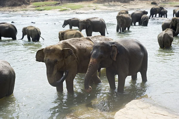 Ελέφαντες κολύμβησης — Φωτογραφία Αρχείου
