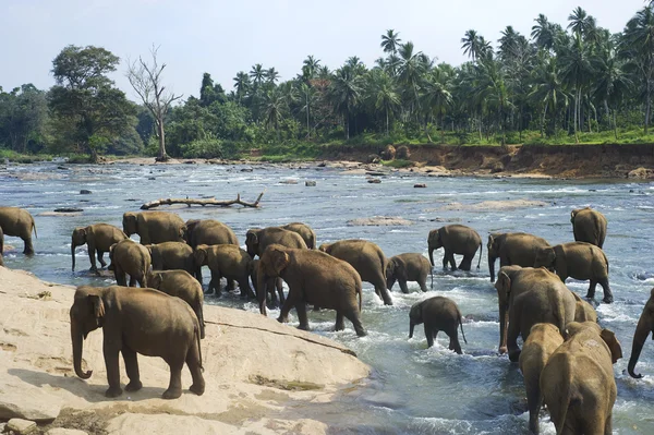 Elefanten baden — Stockfoto
