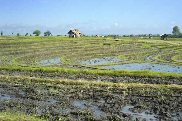 Рисовое поле — стоковое фото