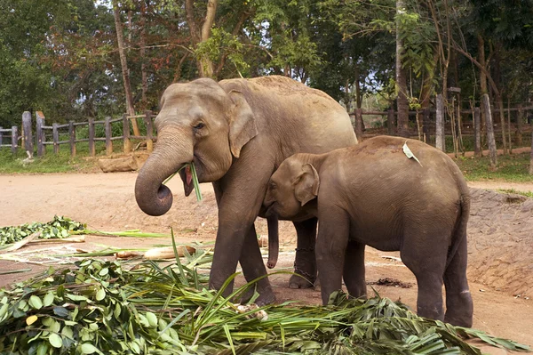 Elefantfamilie - Stock-foto